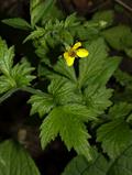 Geum urbanum
